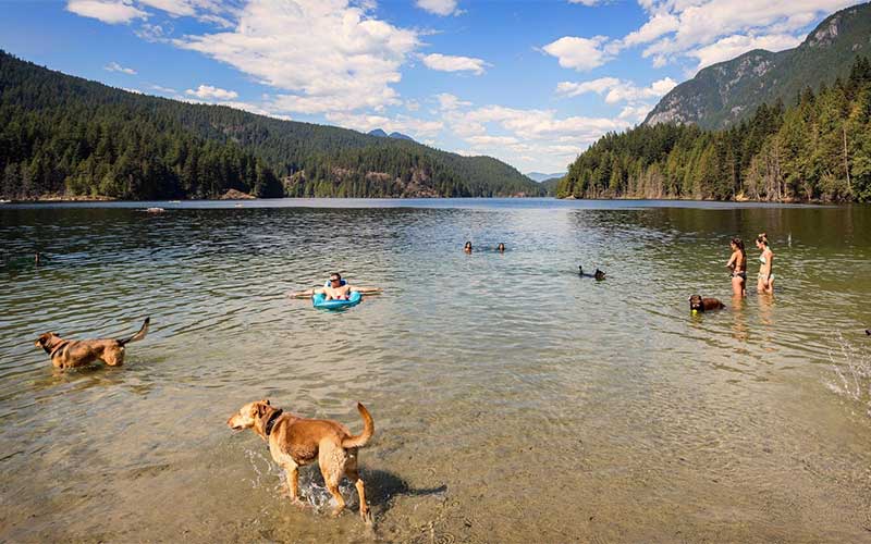 Buntzen Lake dog park