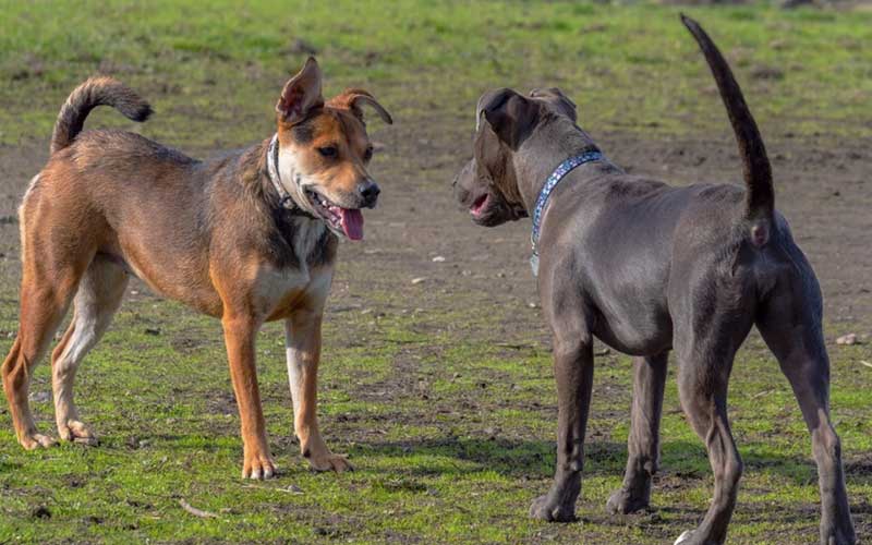 Confederation Dog Park