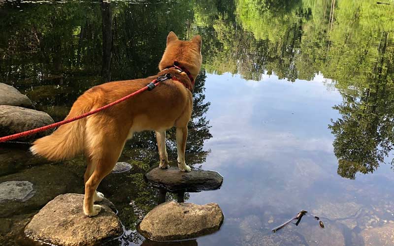 Everett Crowley Dog Park