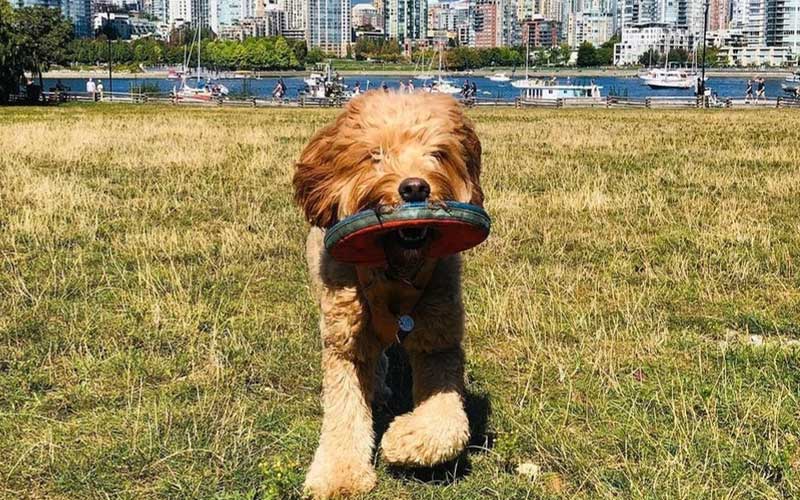 Top off-leash dog parks Vancouver