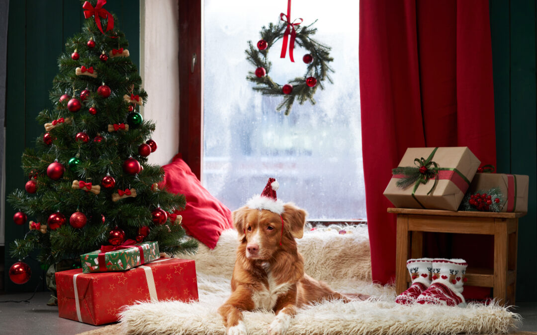 Simple Swaps for a Healthier Pet Treat Routine