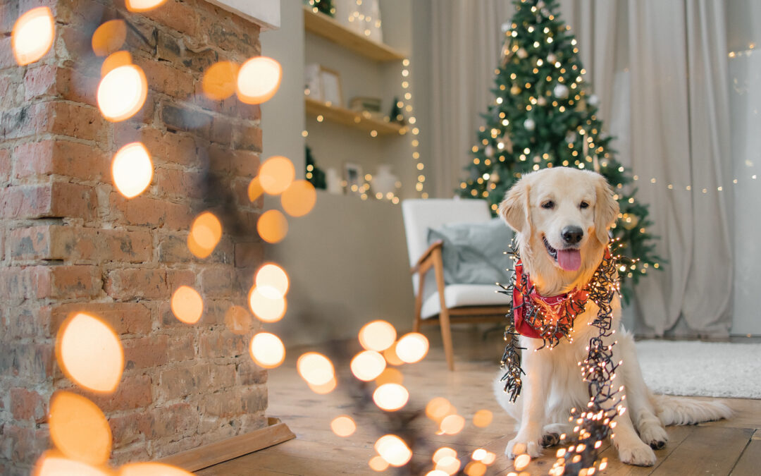 Why Our Local Canadian Pet Treats Are the Best Choice for Your Furry Family Members