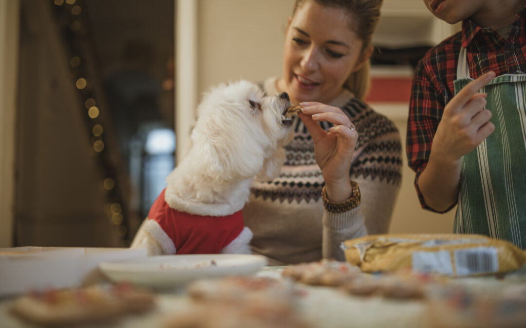 Spotting Real Natural Pet Treats vs. Fillers: A Pet Owner’s Guide 🐾