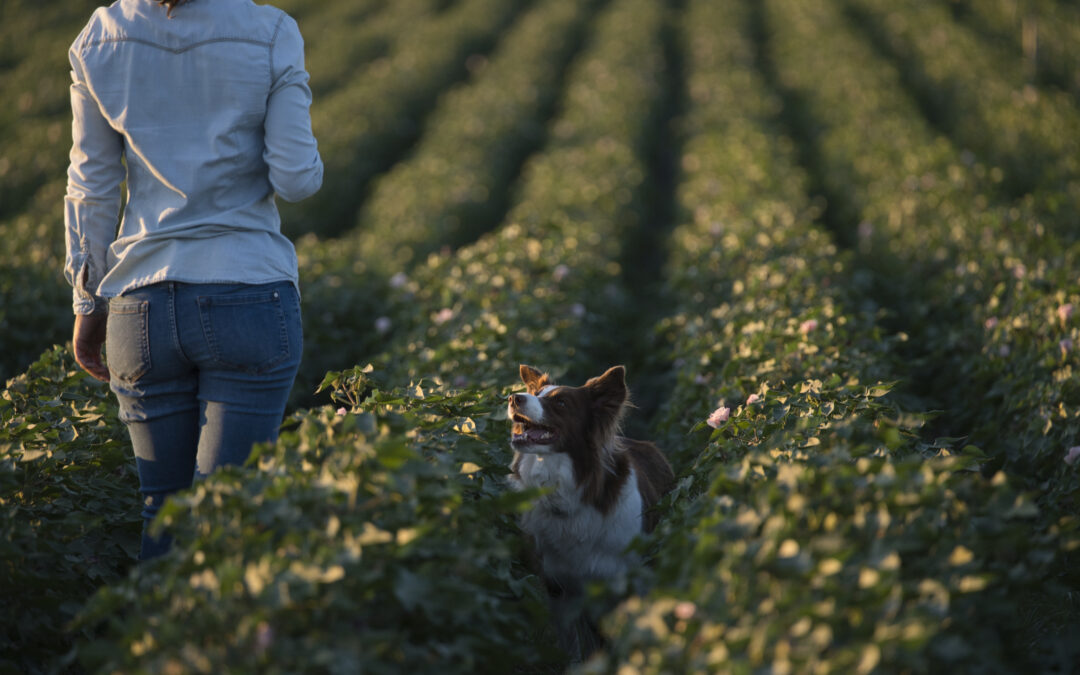 From Farm to Bowl: The Journey of a Canadian-Made Pet Treat