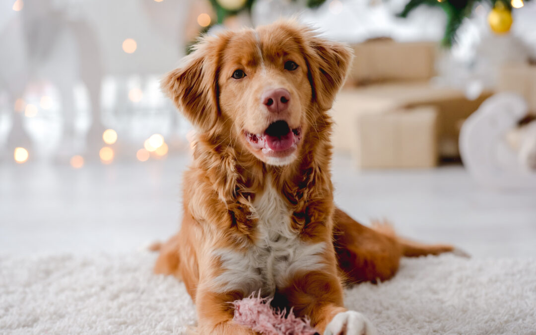 The Joy of Giving Your Dog a Long-Lasting Natural Chew: Why It Matters