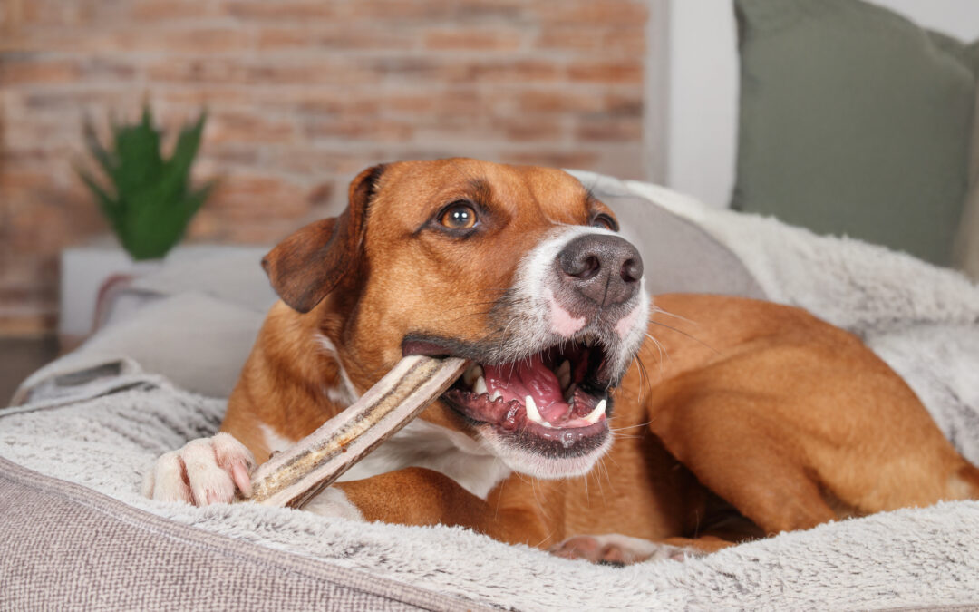 Why Long-Lasting Natural Chews are a Dog’s Best Friend!