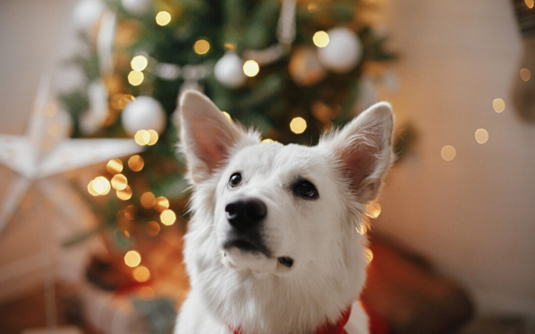 Pawsitively Canadian: Discover How Your Pet Treat Purchases Support Local Communities! 🇨🇦