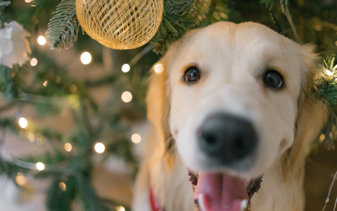 Why Free Delivery and Surprise Goodies Make Shopping for Pets Twice as Nice!