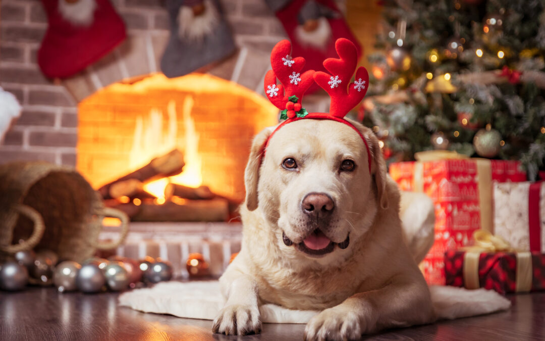 The Ultimate Guide to Choosing Natural, Canadian-Made Pet Treats for Healthier Pets