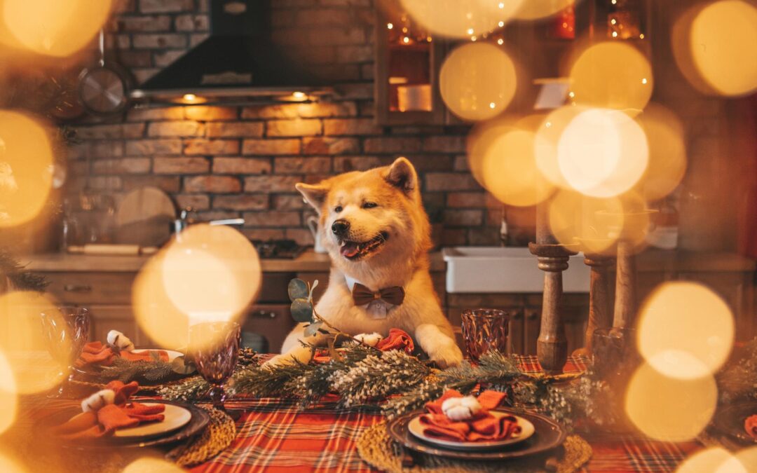 Why Your Pet Deserves Grain-Free and Preservative-Free Treats