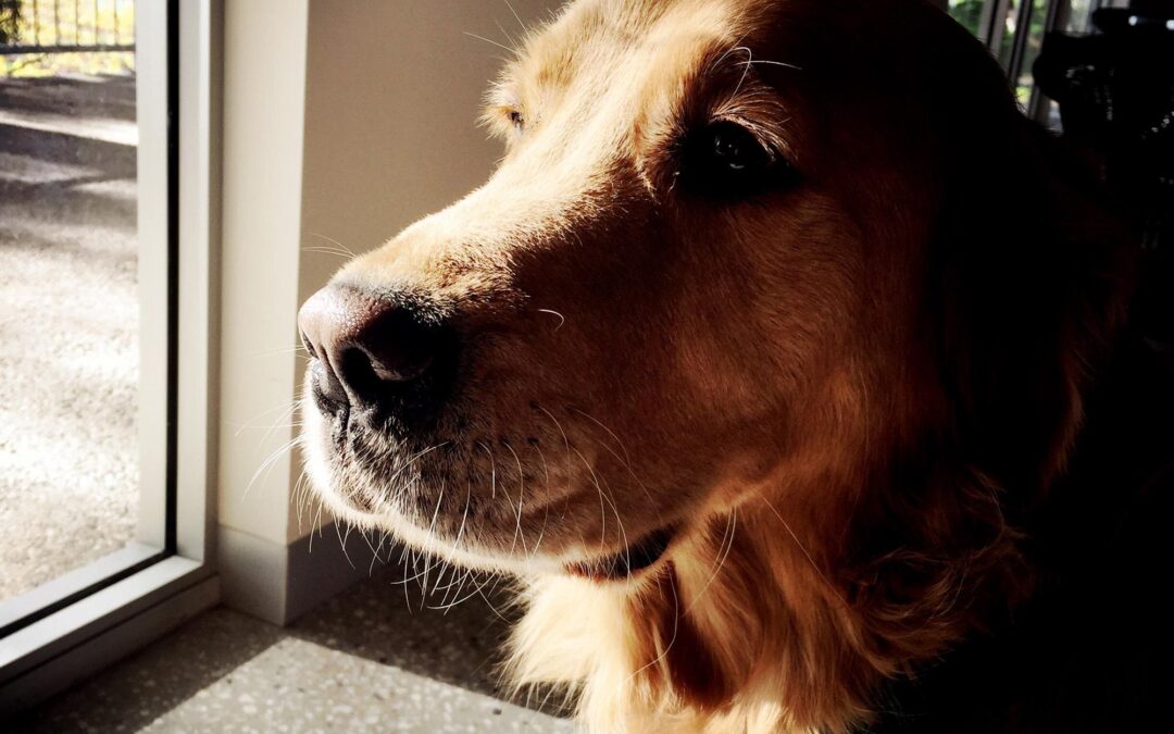 Switching to Natural, Canadian Treats: Simple Steps for a Happy, Healthy Pet