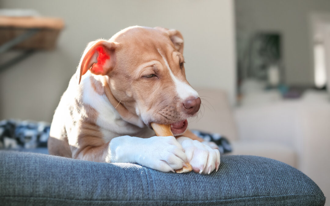 How to Switch to Natural Treats with Confidence: A Canadian Guide for Happy Pets