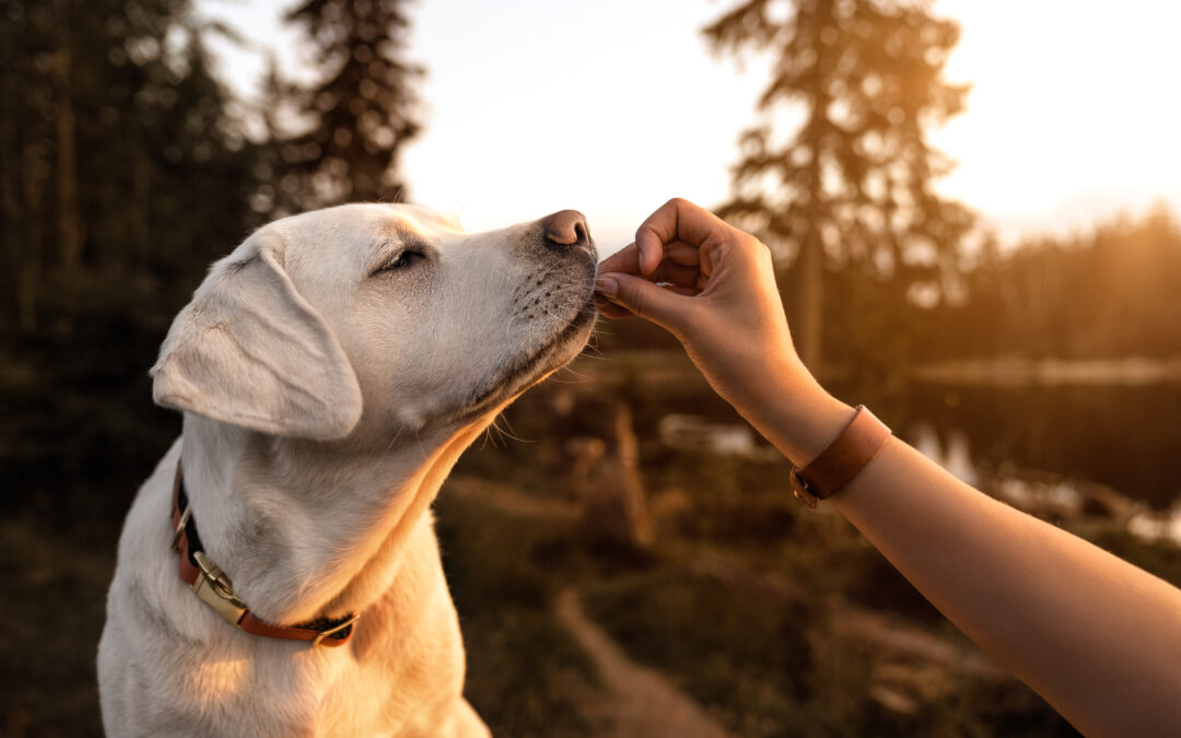 Switching to Natural Treats, Made Simple: A Canadian Pet Parent’s Guide!