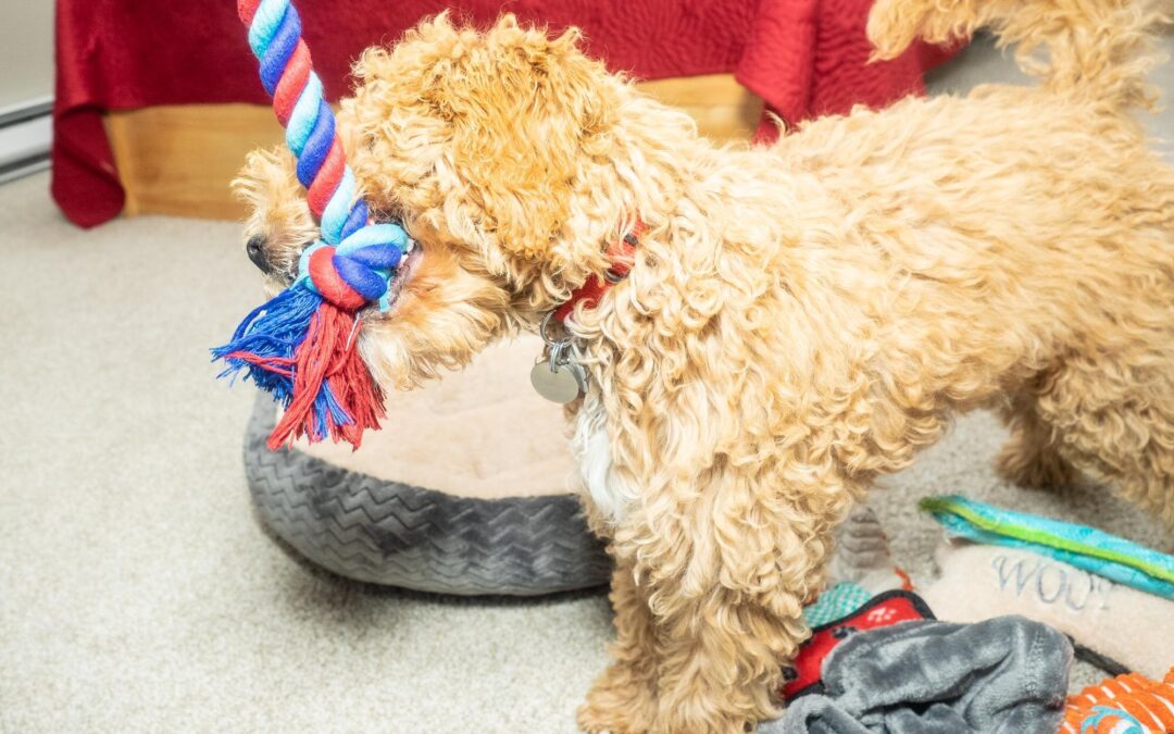 From Our Backyard to Your Best Friend: How Local Sourcing Elevates Canadian Pet Product Safety