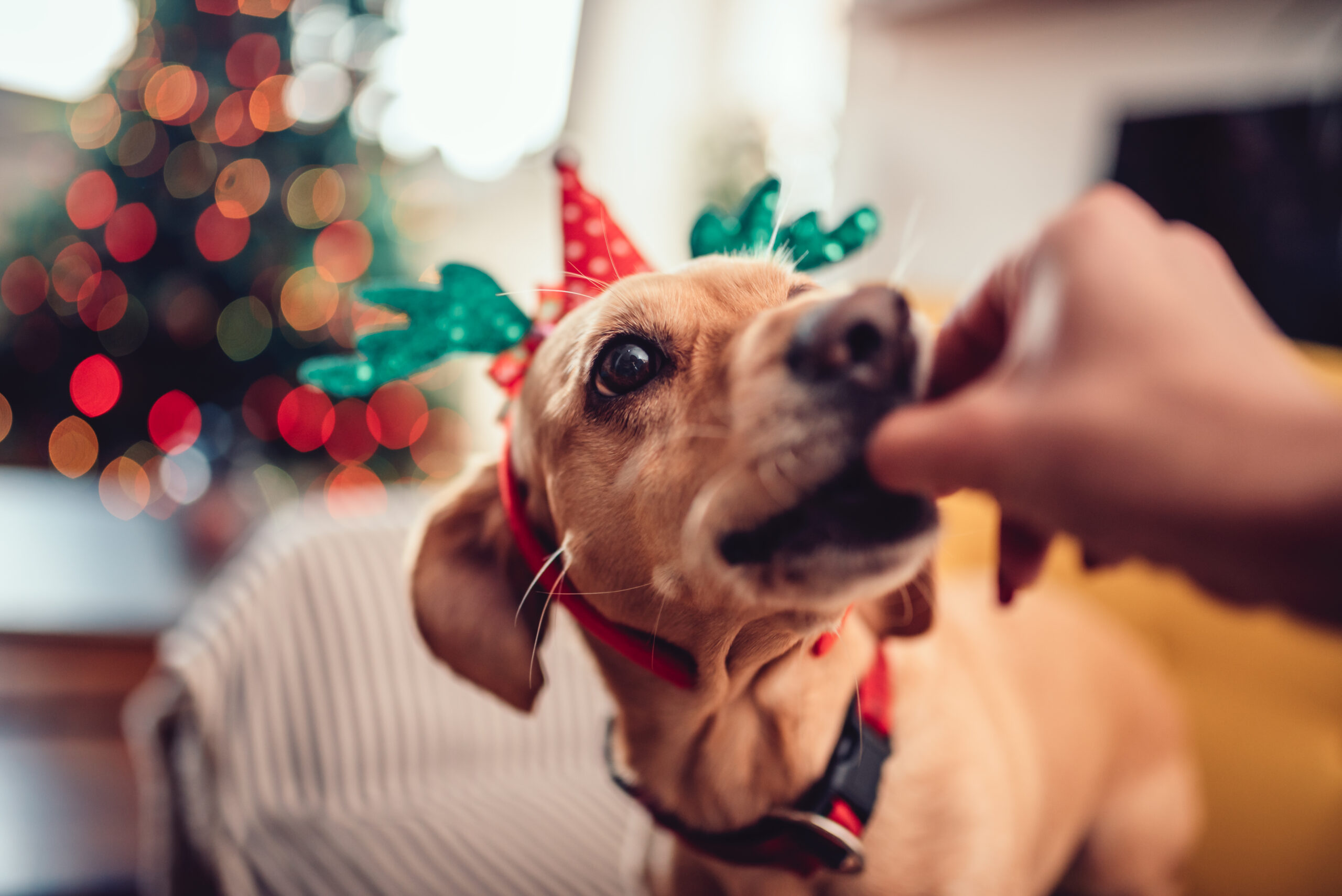 Woman feeding dog wearing antlers