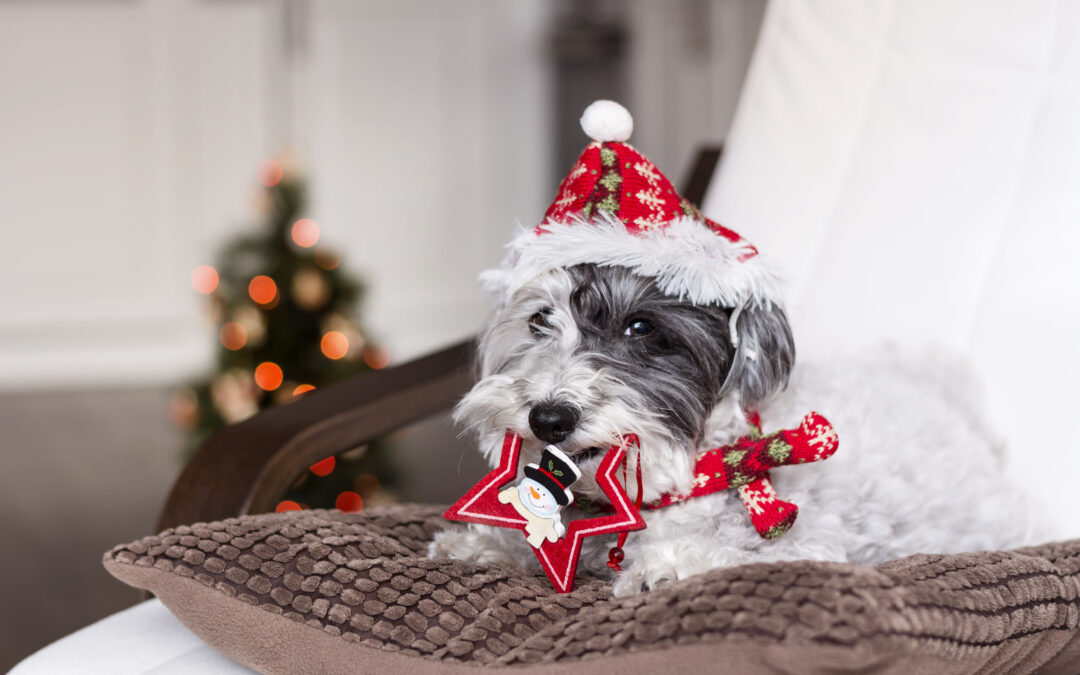 Sensitive Pets, Happy Tummies: Why Grain-Free, Preservative-Free Treats Matter