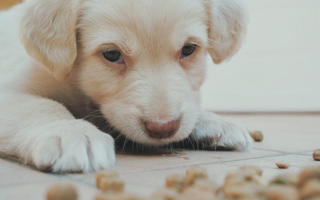 Sensitive Tummies, Happy Tails: Why Grain-Free, Preservative-Free Treats Are Essential (and Canadian!)