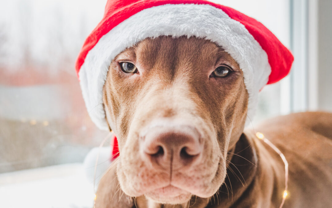 Top Reasons Natural, Canadian‑Made Treats Boost Your Pet’s Vitality