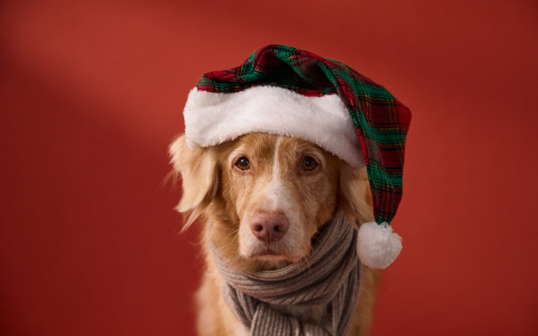 Top reasons natural, Canadian-made pet treats support your pet’s vitality