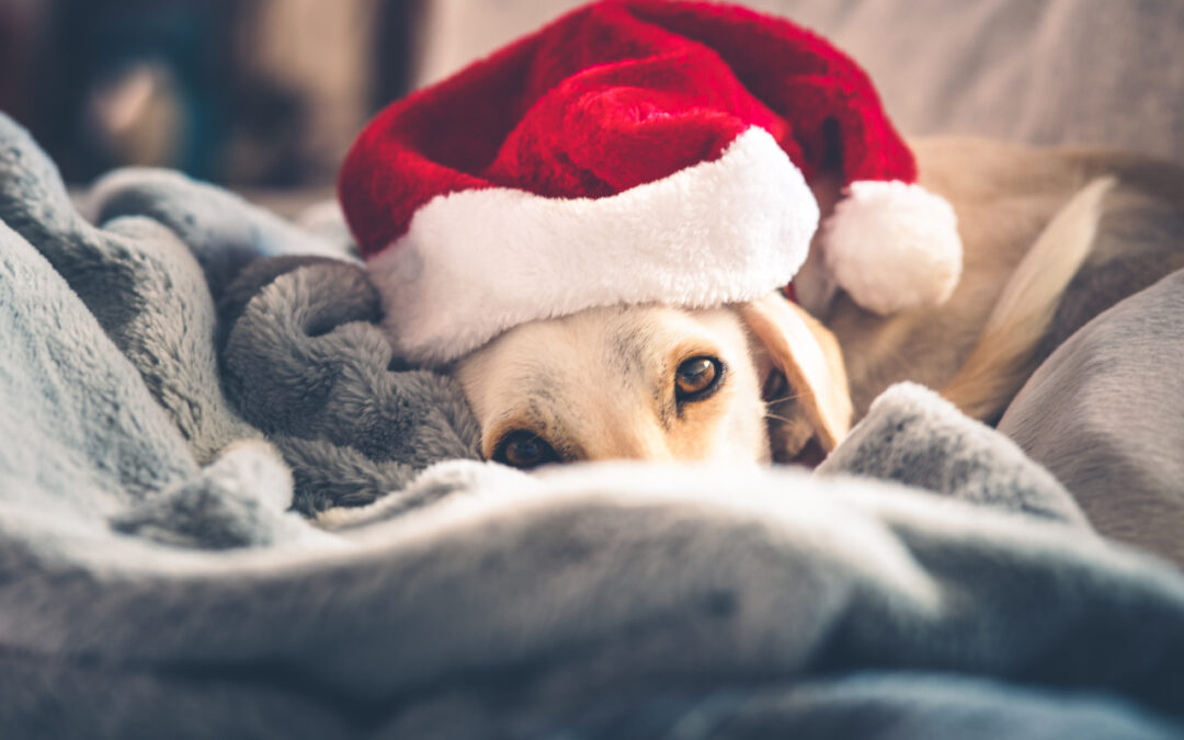 Made in Canada, Loved by Pets: What Sets Our Treats Apart!