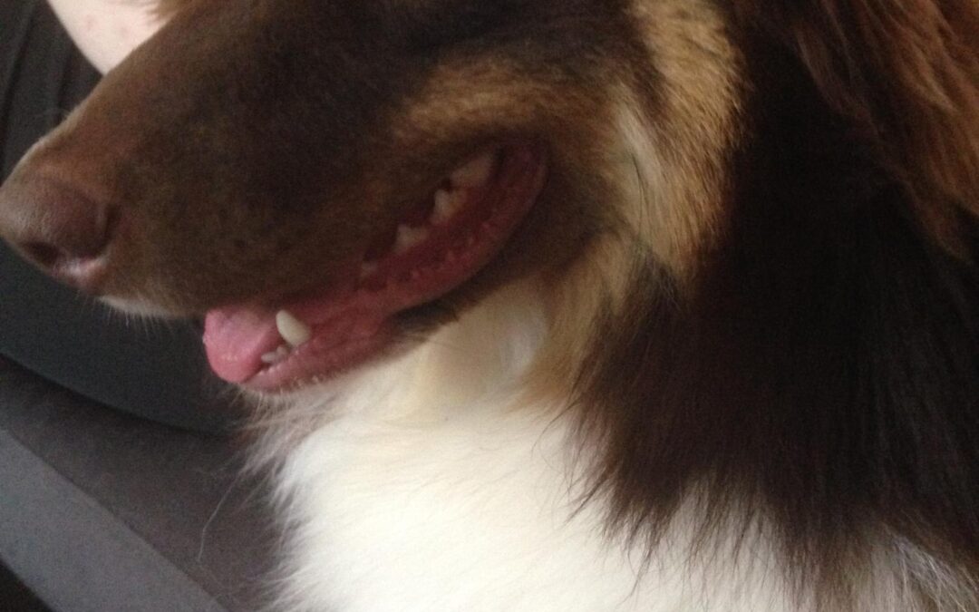 Chew on This! Long-Lasting Natural Chews for Cleaner Teeth and Calmer Dogs