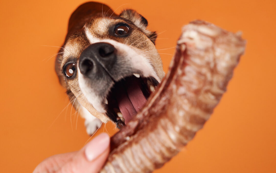 Smile and Settle: Why Long-Lasting Natural Chews Are a Win for Dental Health and Mental Calm