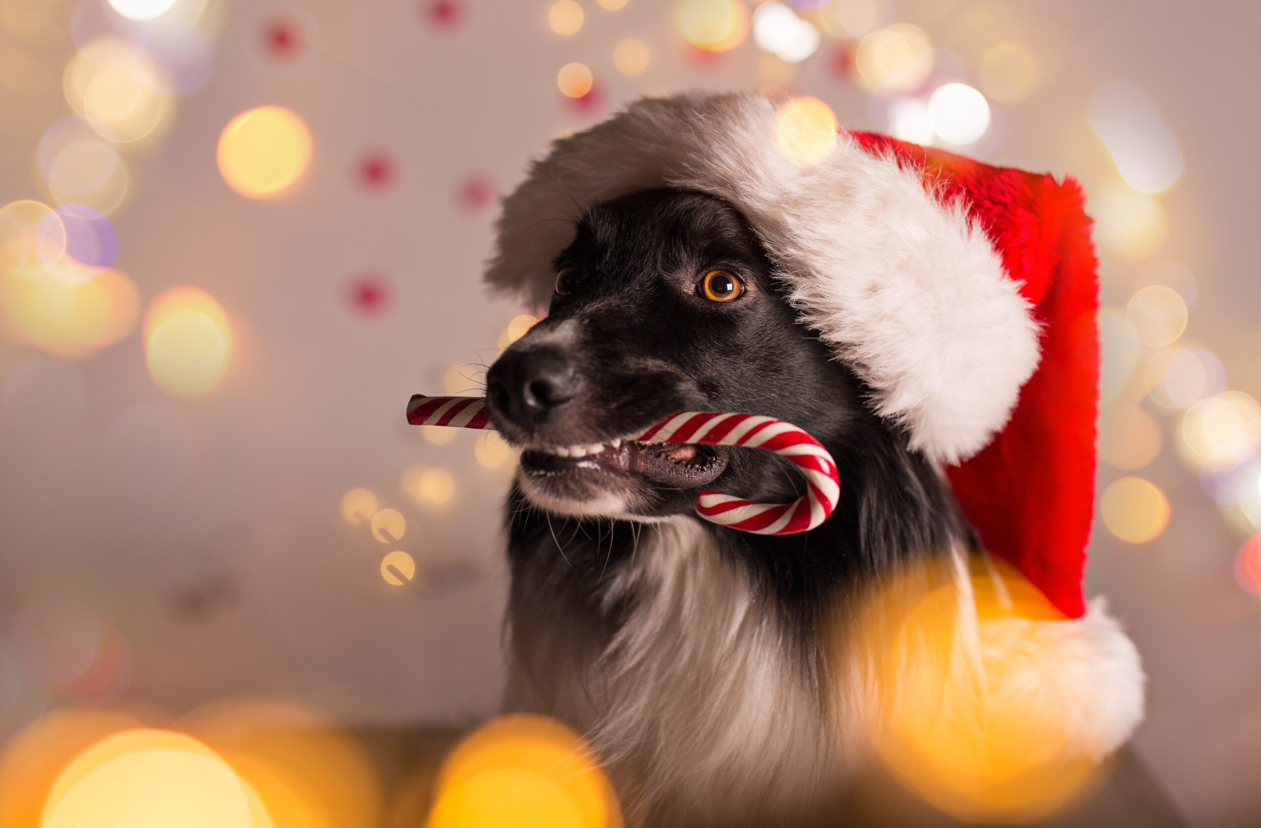 Border collie in santa cap