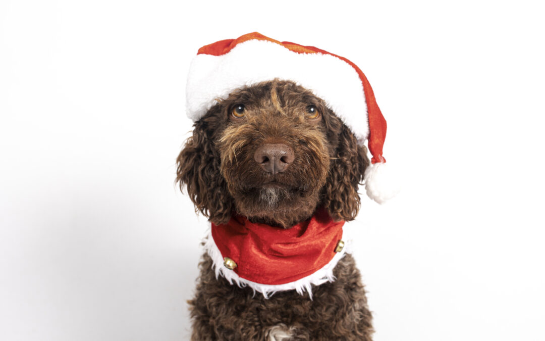 Why Canadian-Made Pet Products Lead the Pack in Quality and Safety