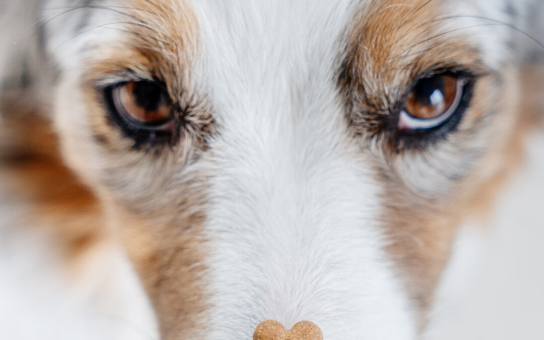 Simple Steps to Safely Switch Your Pet to Wholesome, Grain-Free Treats