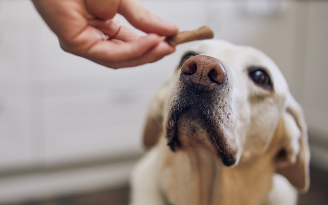 Naturally Better: Top Benefits of Preservative-Free Treats for Happy, Healthy Pets