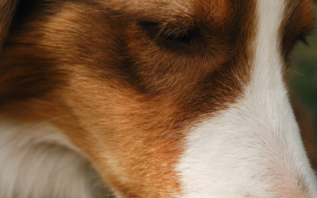 Fresh From Home: How Local Sourcing in Canada Guarantees Trustworthy Pet Products