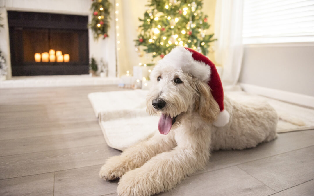 Chew On This: Why Long-Lasting Natural Chews Are Essential for Your Dog’s Dental Care