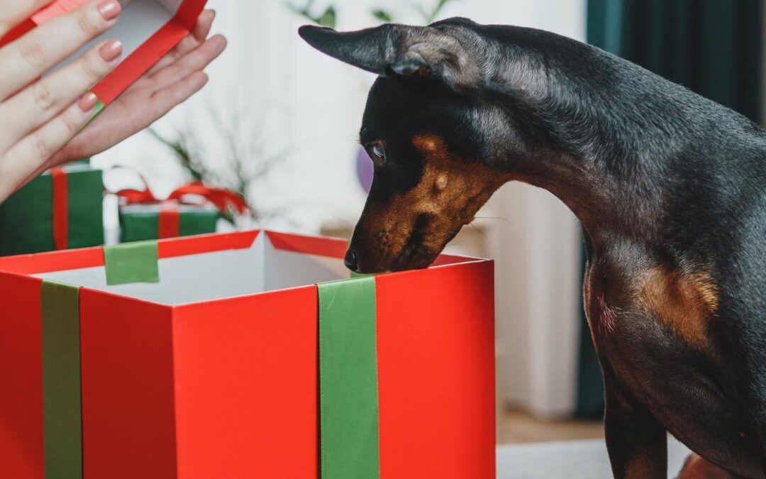 Custom Treat Bundles and Pet Subscription Boxes, Canadian-Made!