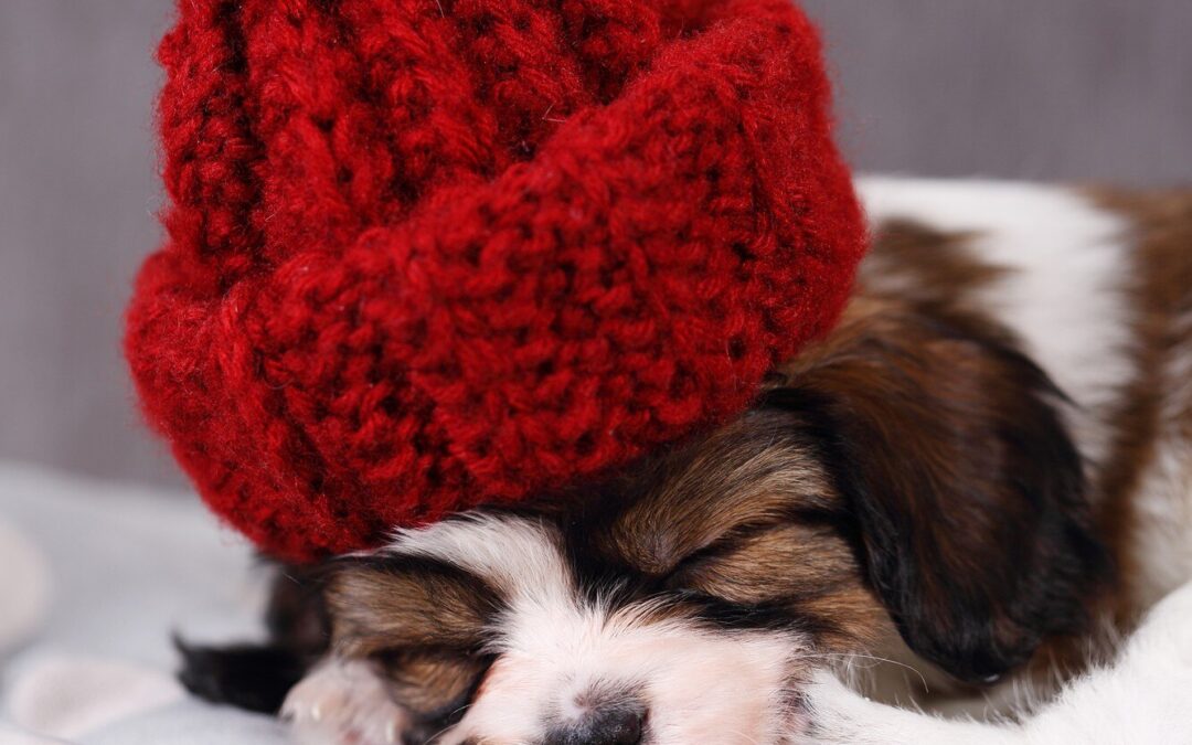 Top Reasons to Choose Canadian-Made Pet Products for Your Furry Friend’s Health