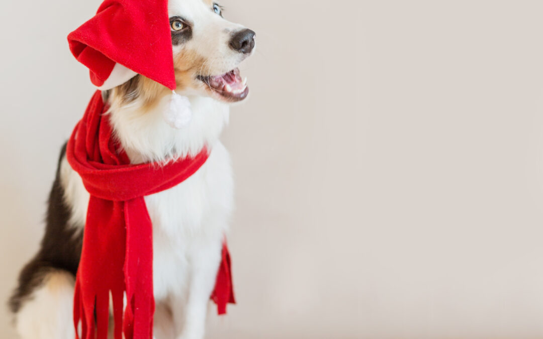 Support Local, Treat Local: Canadian Pet Suppliers for Healthier Pets and Stronger Communities!