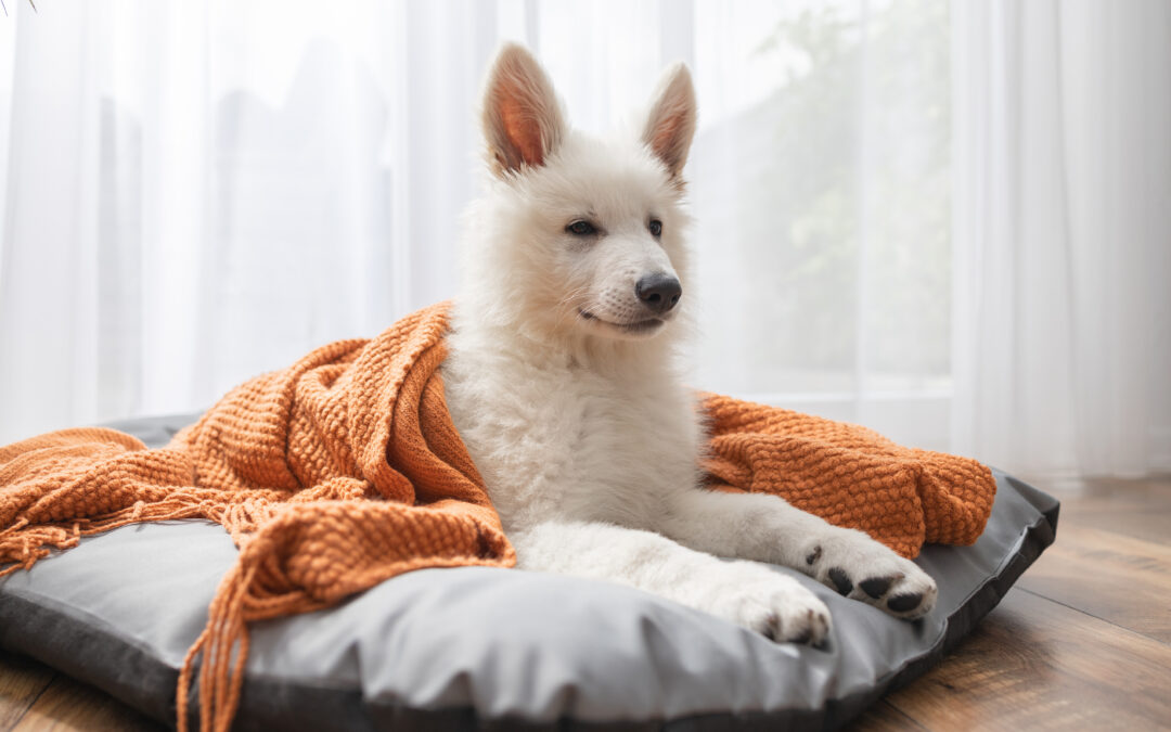 Support Local, Treat Local: How Canadian Pet Suppliers Help Your Pet and Your Community