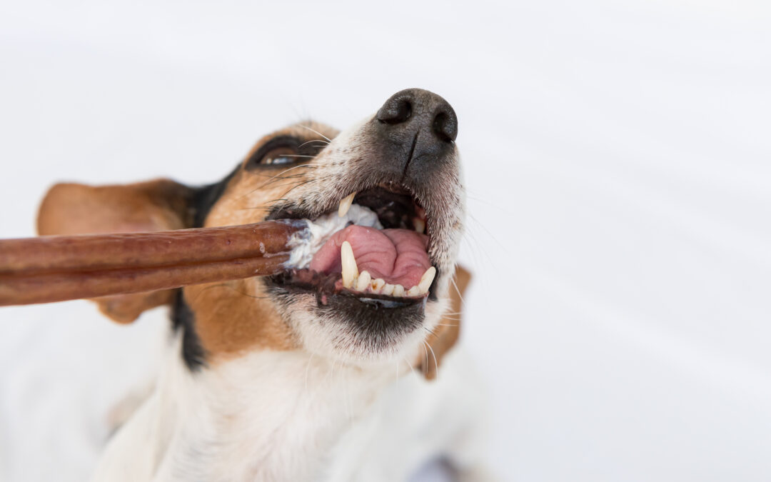 Chew On This: Long-Lasting Natural Chews for Cleaner Teeth and Happier Minds