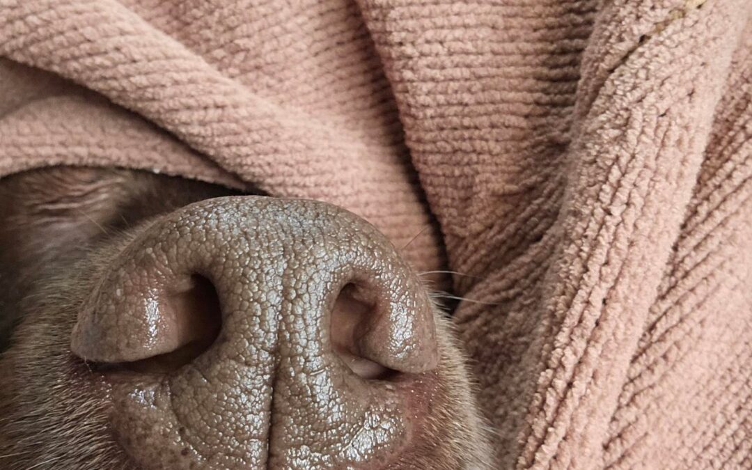 Top 7 Reasons to Choose Canadian-Made, Natural Pet Treats for Your Dog or Cat’s Wellbeing