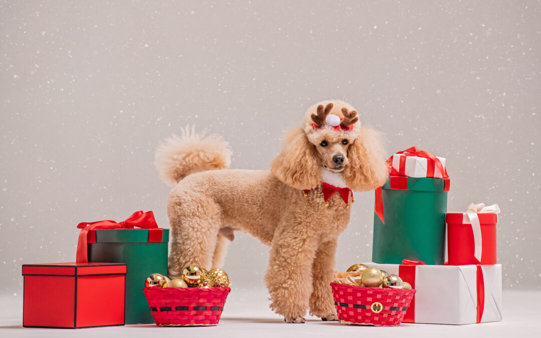 Free Delivery + Surprise Goodies on Every Pawsitively Canadian Order