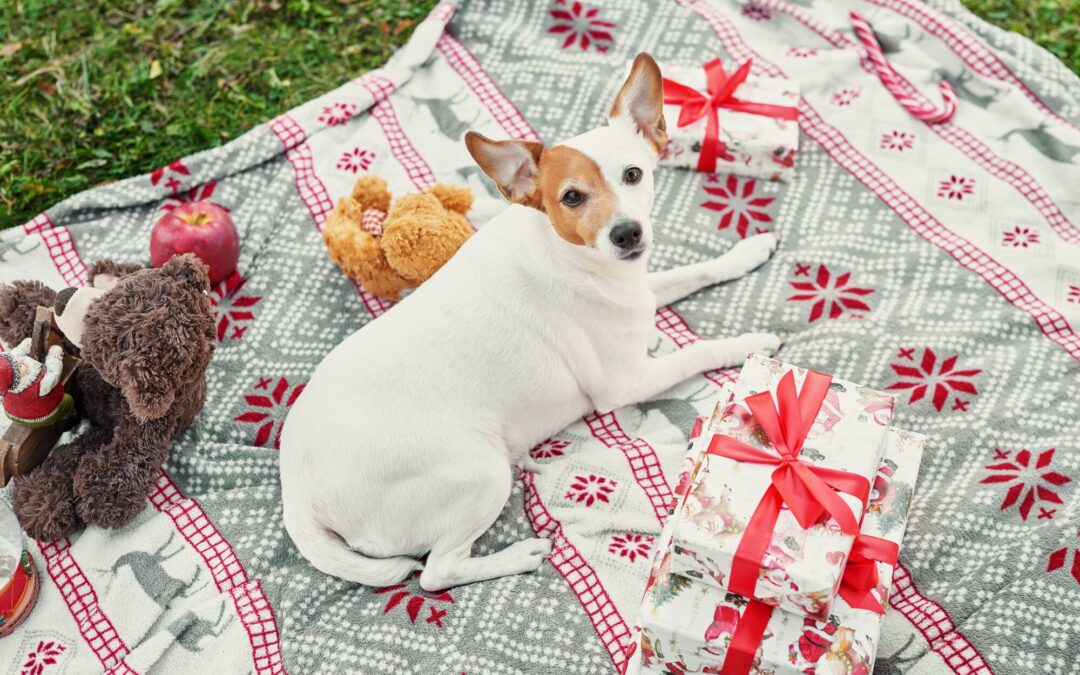 Build-Your-Own Canadian Treat Bundles: Healthy Convenience for Busy Pet Parents