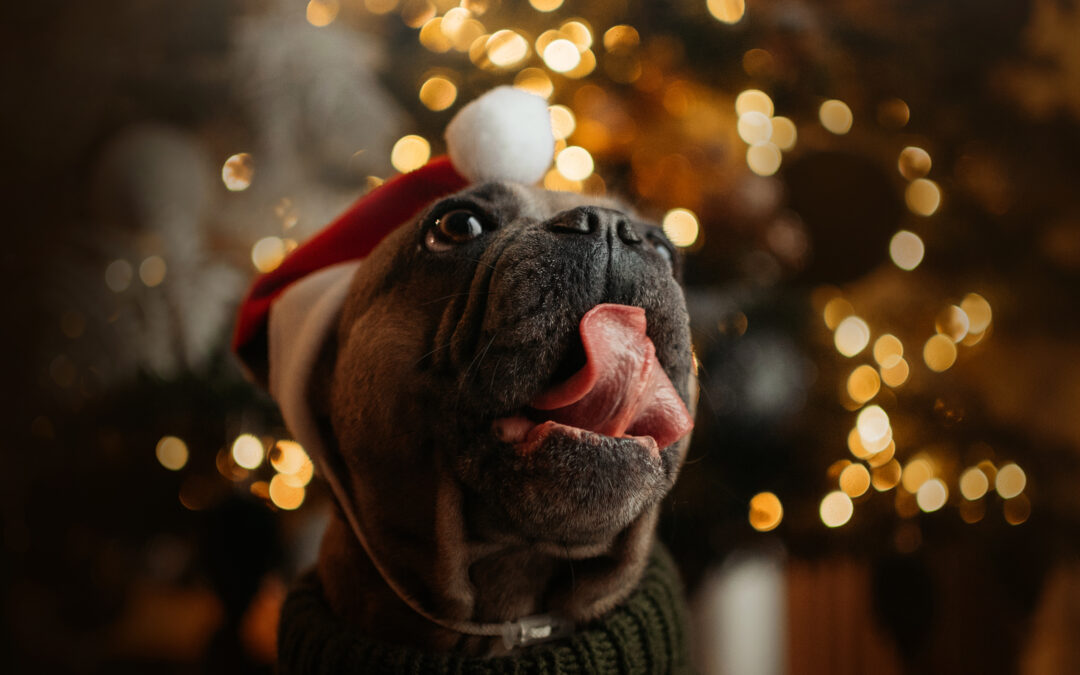 Go Grain-Free, Go Canadian: Why the Switch Is Worth It