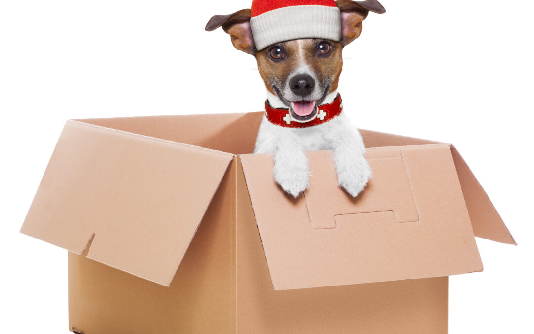 Free Delivery + Surprise Goodies: The Most Fun Way to Shop Canadian for Your Pet!