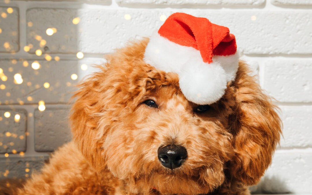 Support Local, Treat Local: How Canadian Pet Suppliers Power Pet Wellness and Community Sustainability