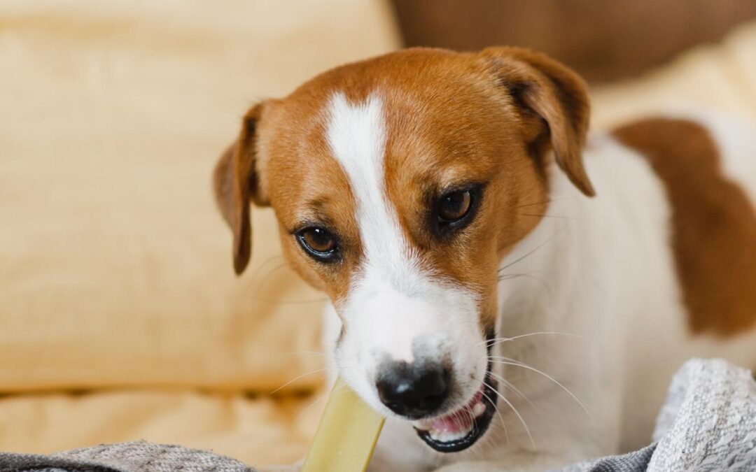Chew On This, Canada: Natural, Long-Lasting Chews for Better Dental Health!