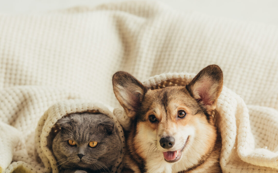 Canadian-Made Natural Treats: Big Benefits for Your Dog and Cat