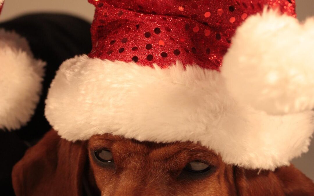 Peace of Mind in Every Bite: Choose Canadian Natural Pet Treats!