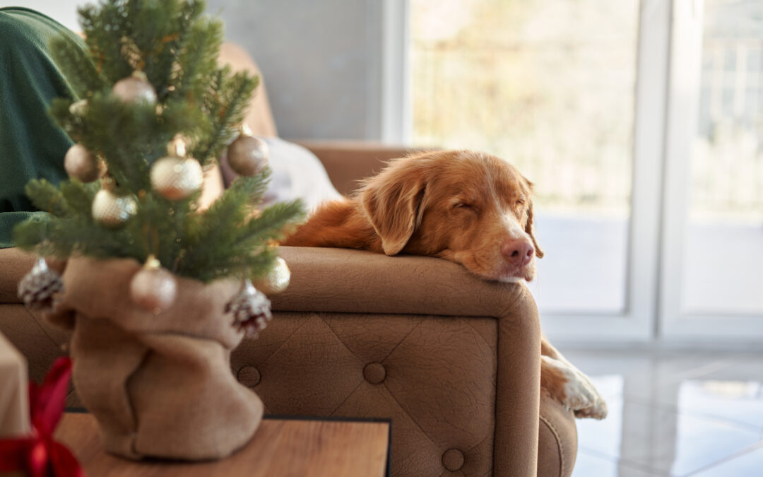 The Local Love Effect: How Canadian-Made Pet Products Help Your Pet and Your Community