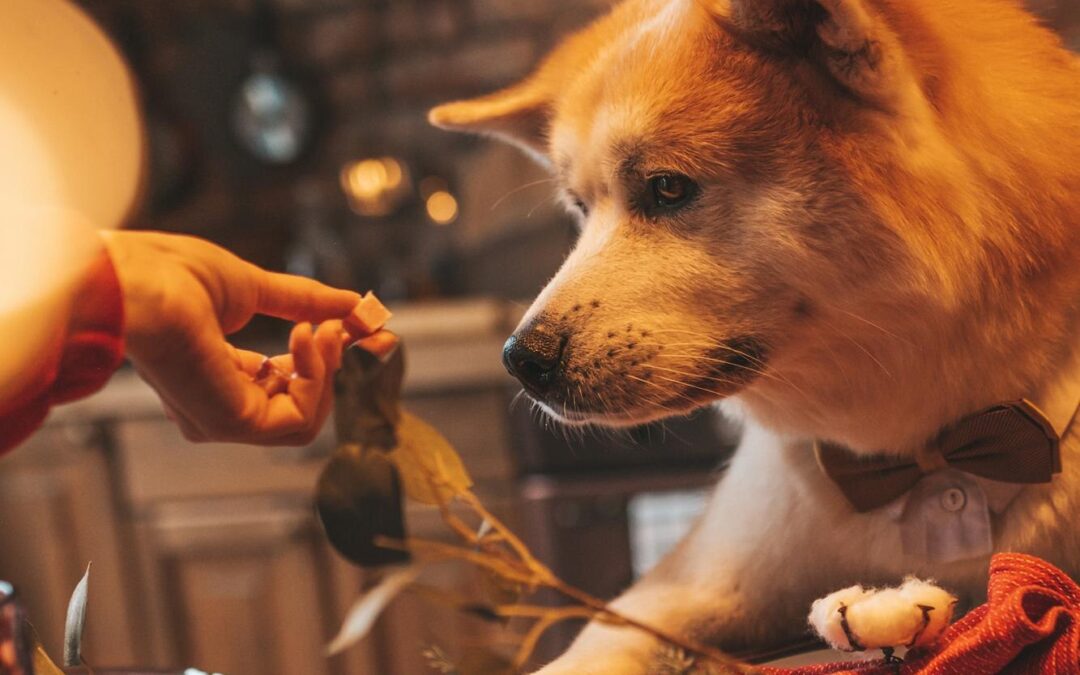 Top Health Benefits of Natural, Preservative-Free Canadian Treats for Your Dog and Cat