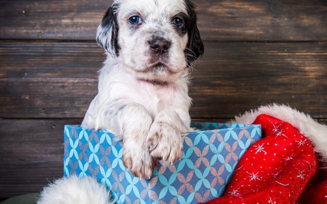 Free Delivery + Bonus Goodies: The Pawsitively Easy Way to Treat Your Canadian Pet