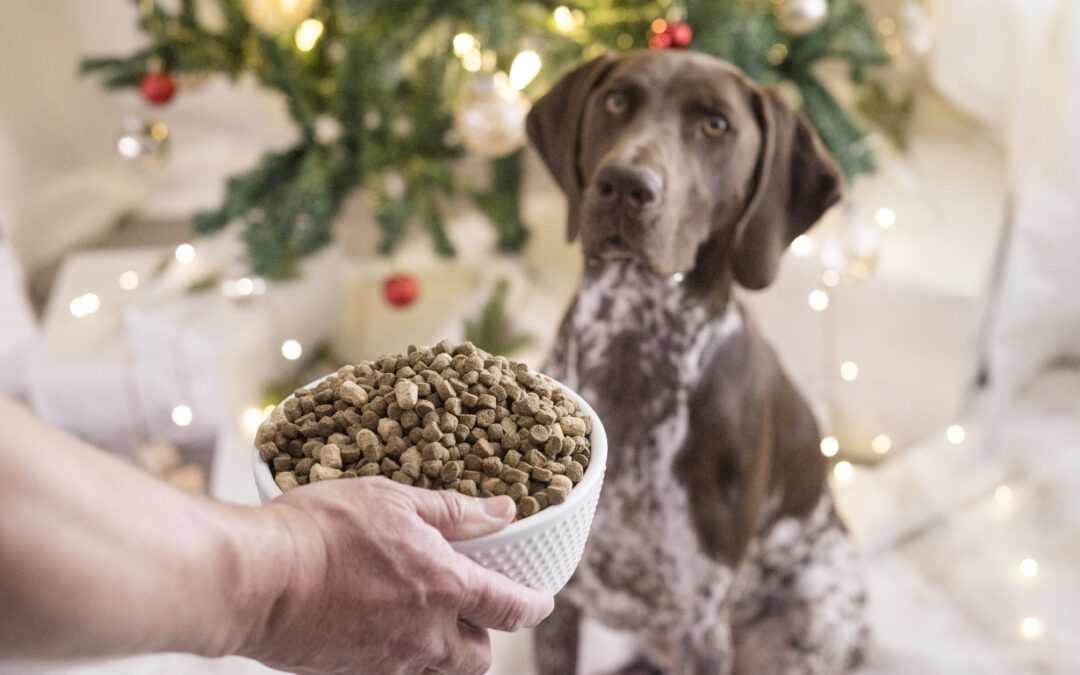 Start Smart: A Beginner’s Guide to Safely Adding Wholesome Canadian Treats to Your Pet’s Diet
